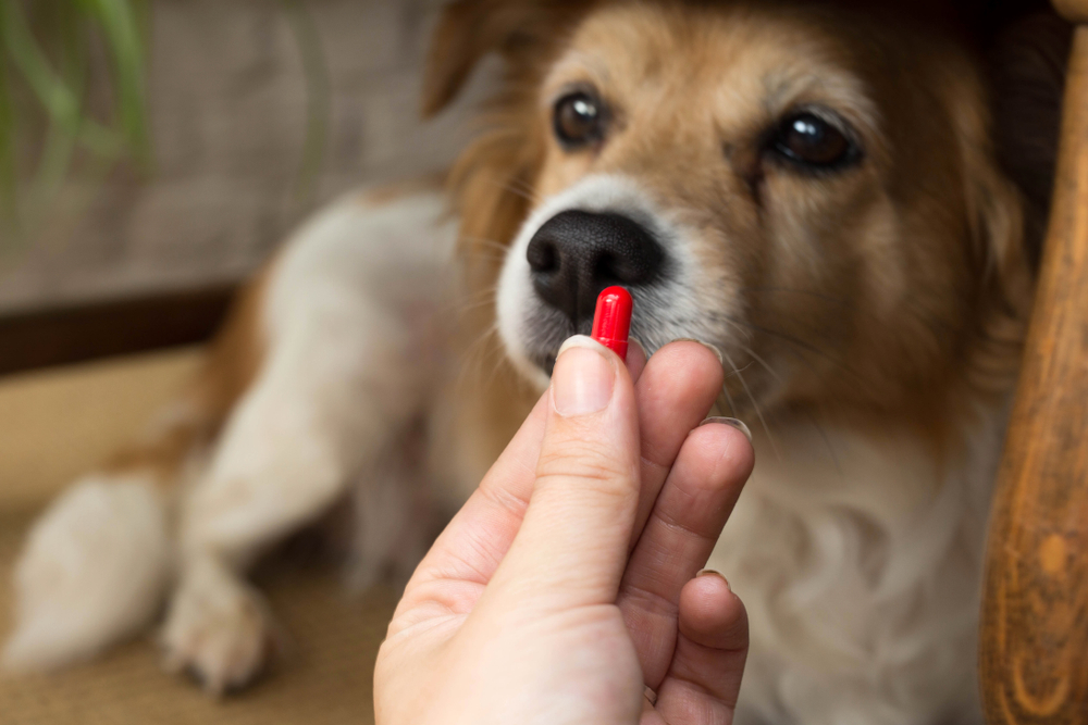 How Often Do Puppies Need To Be Wormed Mad Paws