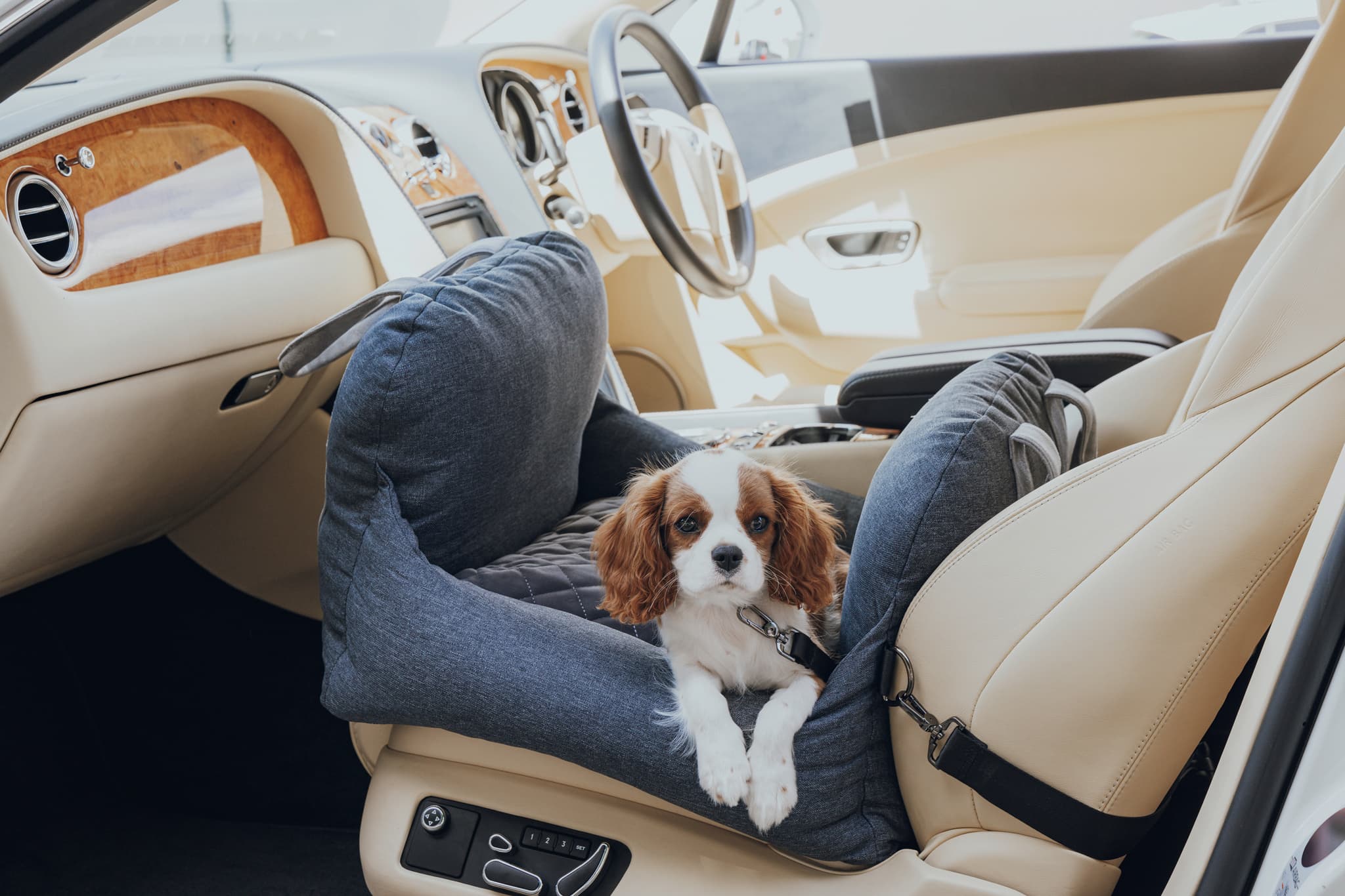 dog car bed seat belt