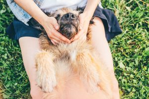 dog massage