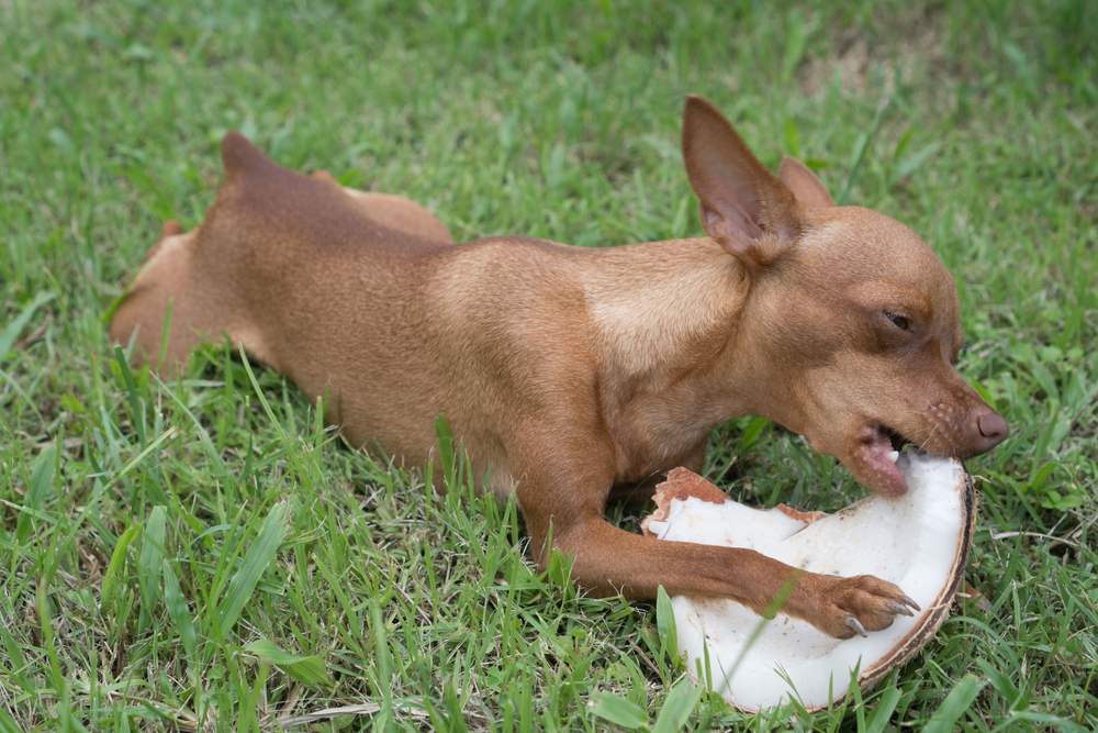 are coconut husks bad for dogs