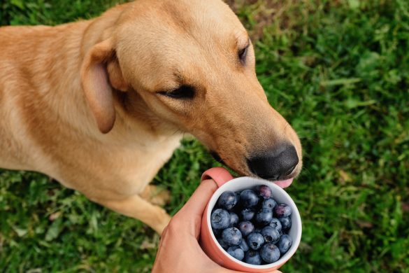 can dogs learn different languages