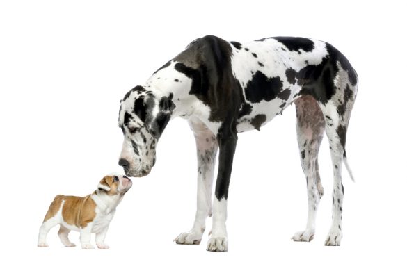 Dogs vs Cats: Which are better according to science? | Mad Paws Blog