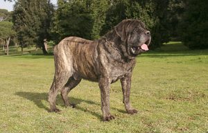 giant dog in the world