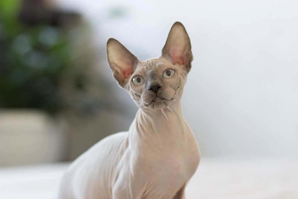 10 Best Hypoallergenic Cat Breeds - Mad Paws