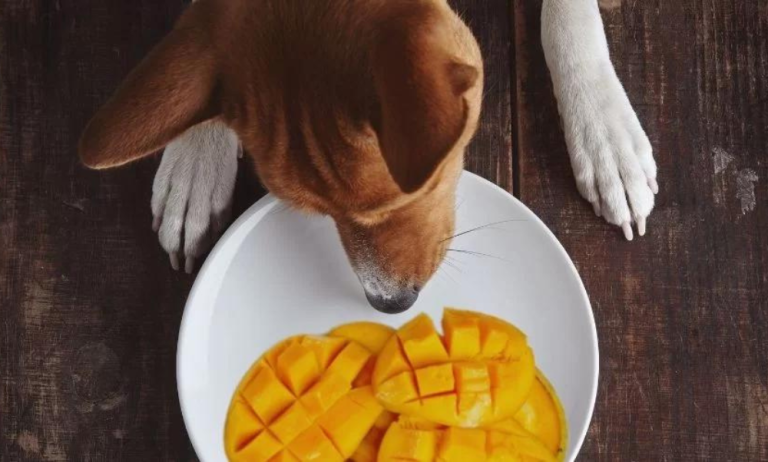 Can dogs eat mango