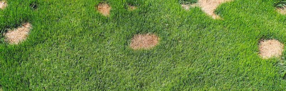 dog pee turning lawn brown