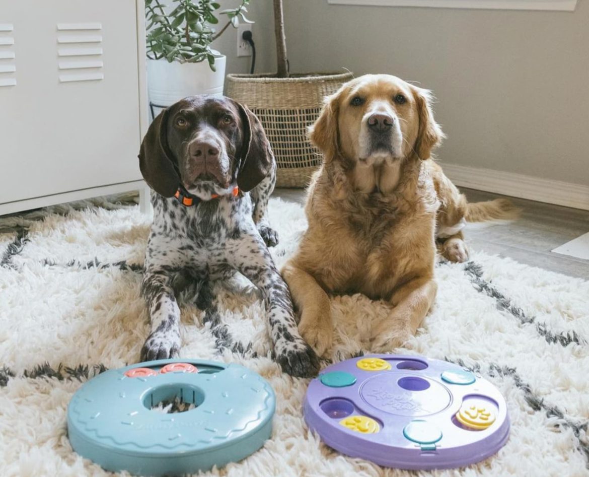 The 5 Best Enrichment Toys For Dogs