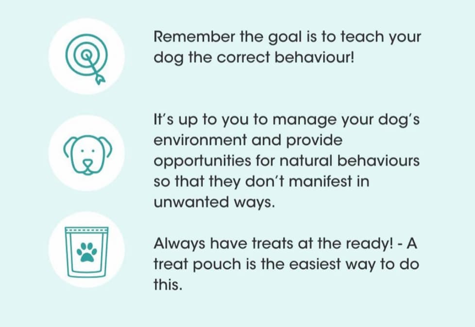 Positive reinforcement dog training