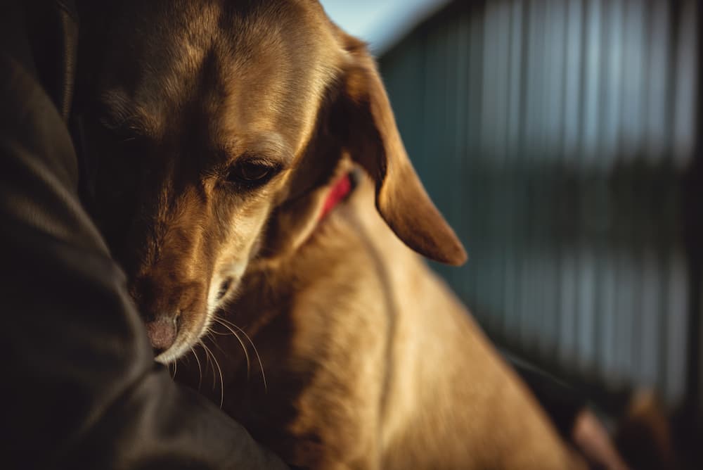 Dogs and clearance thunderstorms