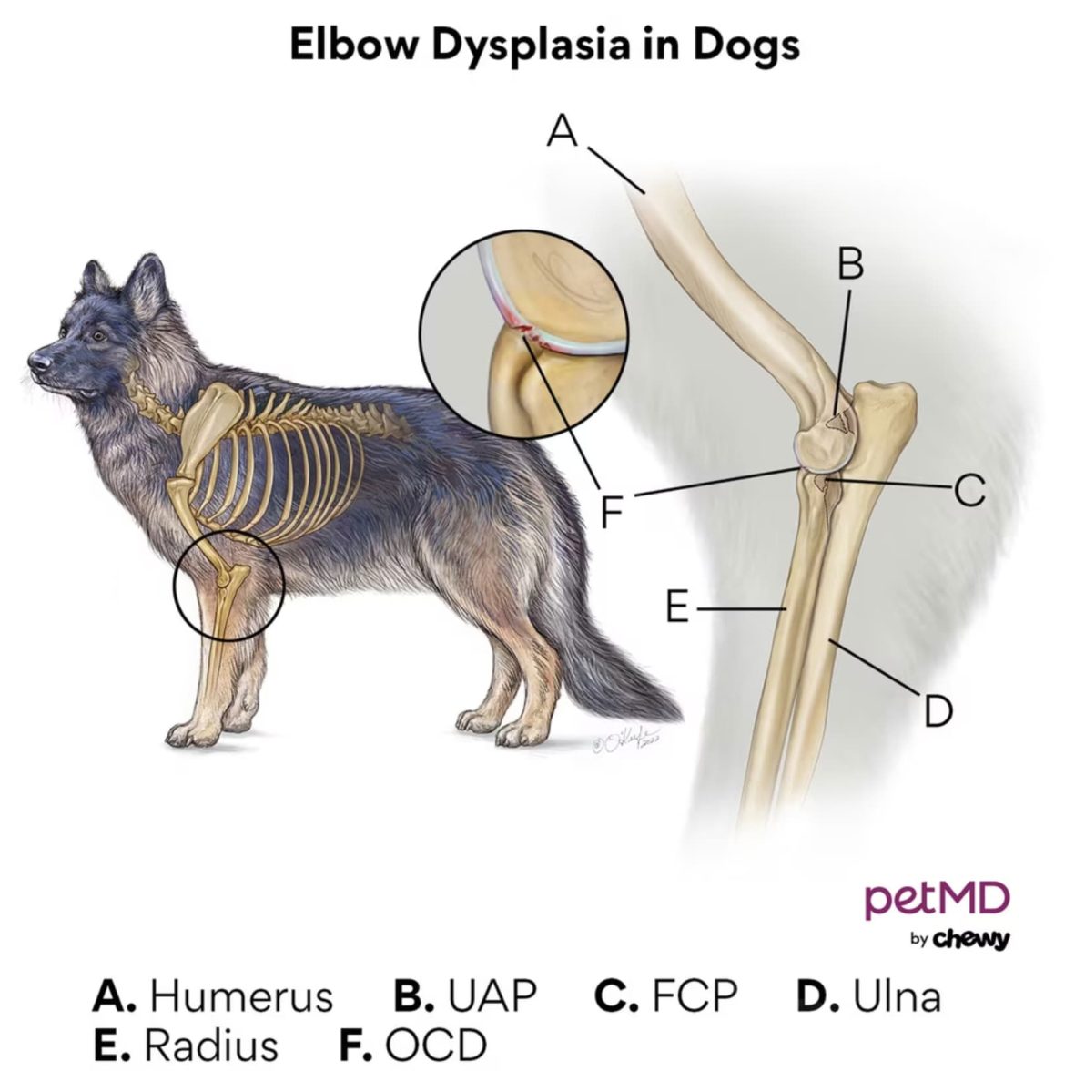 Elbow dysplasia in dogs