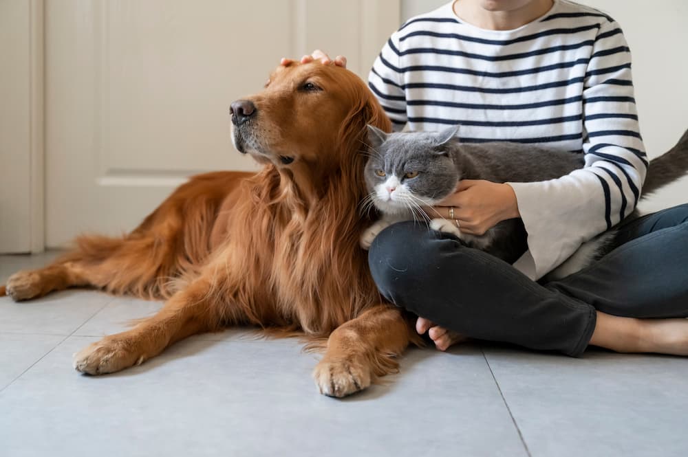 people pets and the mental health impact
