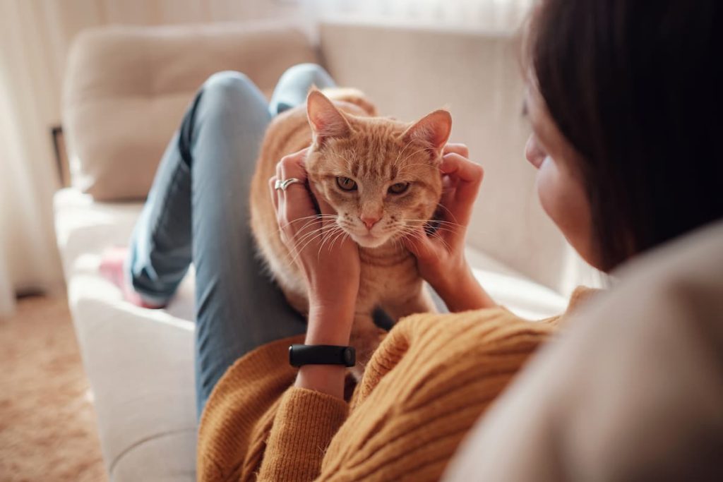 Cattery or Cat Sitter - which is best?