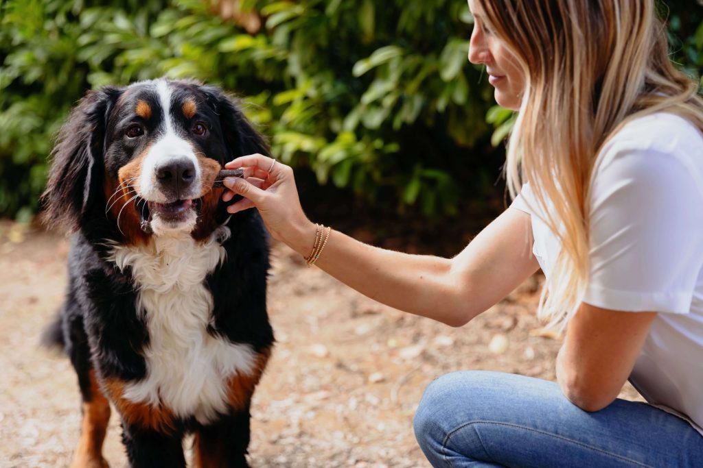 Dog dental chews make teeth cleaning so much easier!