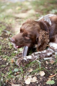 Use Veggie Dent FR3SH chews to clean your dog's teeth