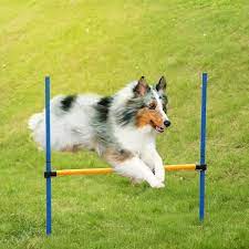 Try this dog fitness activity - hurdles 