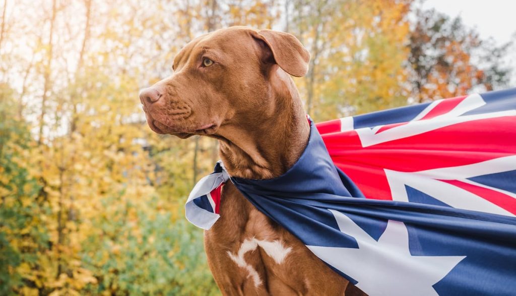 In the spirit of fun games, why not host your own pet olympics?!