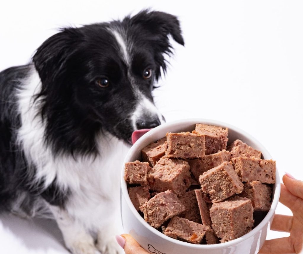 Let's explore why Prime100's single protein diet is great food for sensitive stomachs in dogs