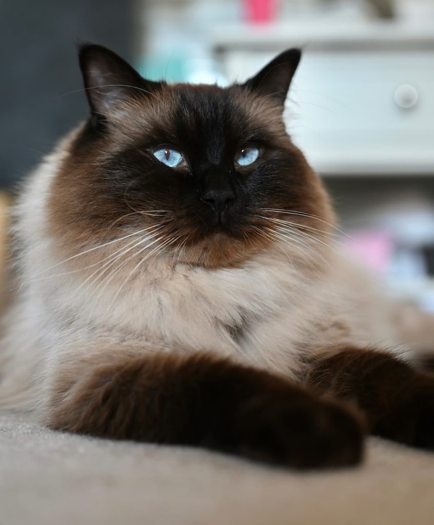 Ragdoll seal point cat