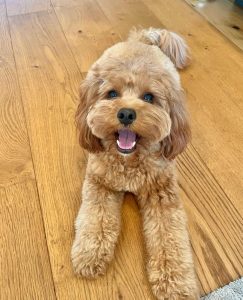 How gorgeous is this Cavoodle haircut?! 