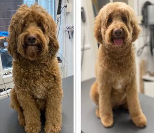 Labradoodle haircut options