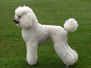 The modern poodle cut is gaining in popularity