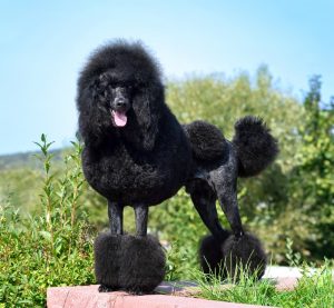 Continental poodle haircuts are arguably the most distinguishable!