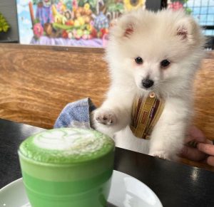 dog cafes adelaide