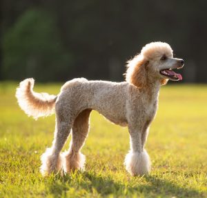 The summer poodle haircut is ideal for the Australian climate!