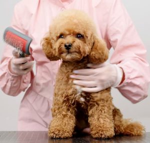 The puppy poodle haircut is popular in Australia