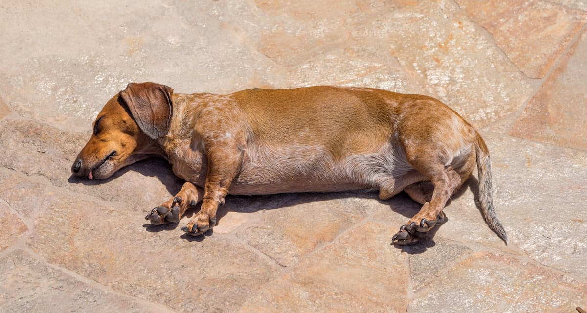 Did you know dogs can sunburn if outside without UV protection?