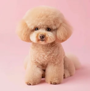 Could you resist a teddy bear poodle haircut?