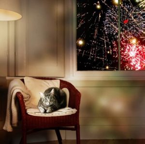 Fireworks are a very common cause of stress in dogs and cats