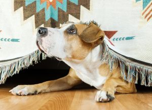 hiding is one of the signs of stress in dogs