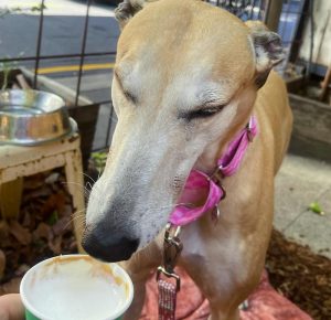 best dog friendly cafe adelaide