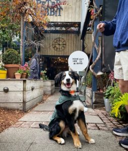 best dog friendly cafe in adelaide CBD