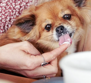 where to find puppuccinos in Adelaide