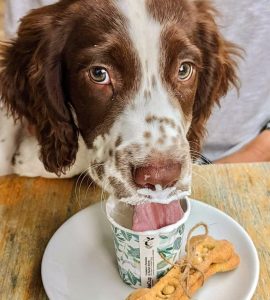 best dog friendly cafe hobart