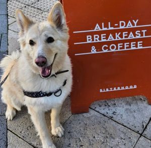 sisterhood is one of the best dog friendly cafes in hobart