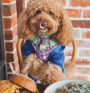 cafe dates with your dog