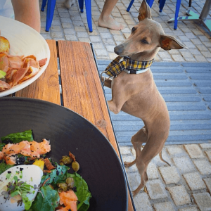 dog friendly cafes fremantle