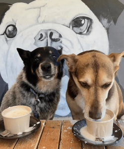 dog friendly cafe slate cafe swan valley