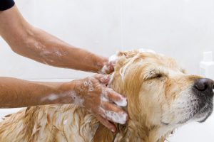 the importance of dog washing