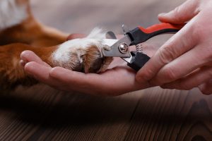 nail trimming is an important part of dog grooming