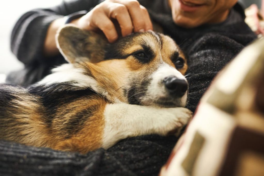 Unlike any other species, dogs offer unconditional love to their owner